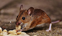 24 Hour & Emergency Exterminators in Hingham, MA